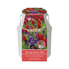 5055128623964 1 Bee Friends Tulip Crocus Milk Churn Grow Kit.jpg